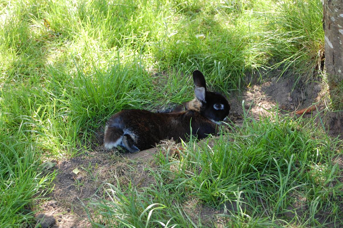 Kanin Viggo billede 17