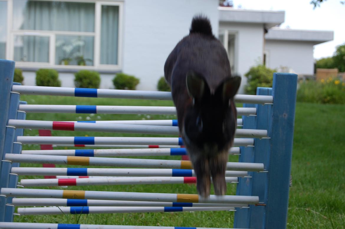 Kanin Viggo billede 15