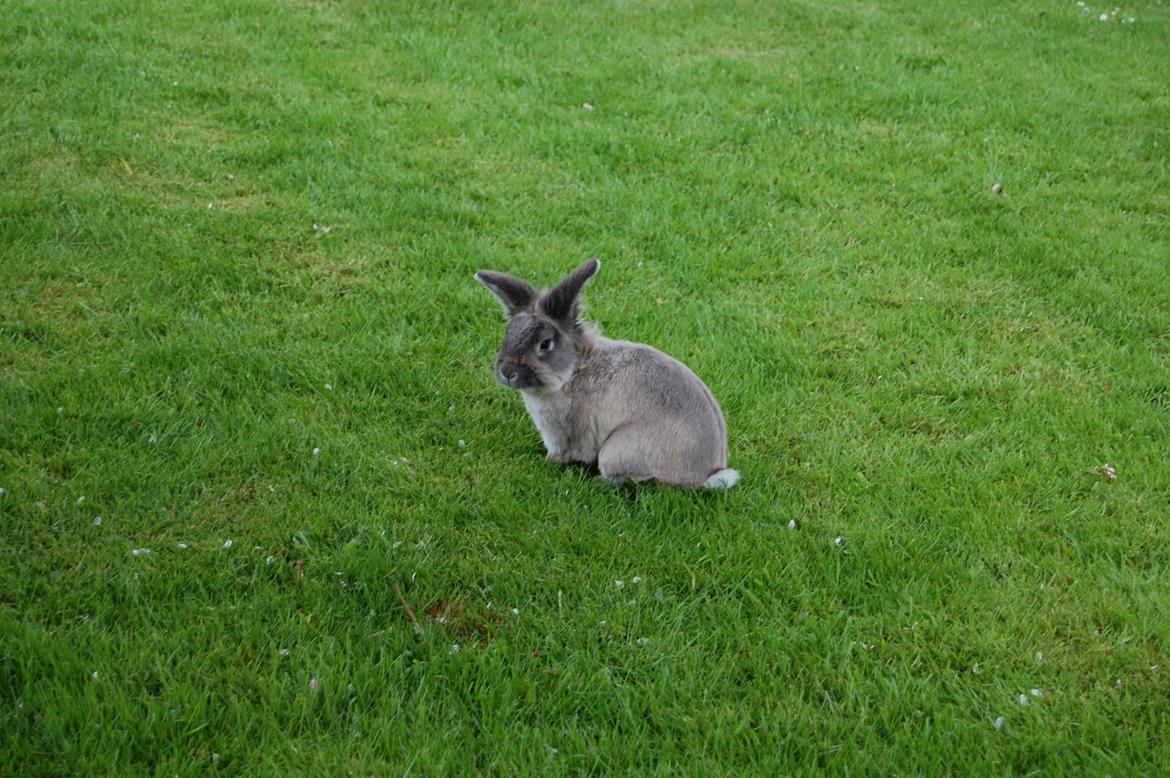 Kanin Pjuske billede 10