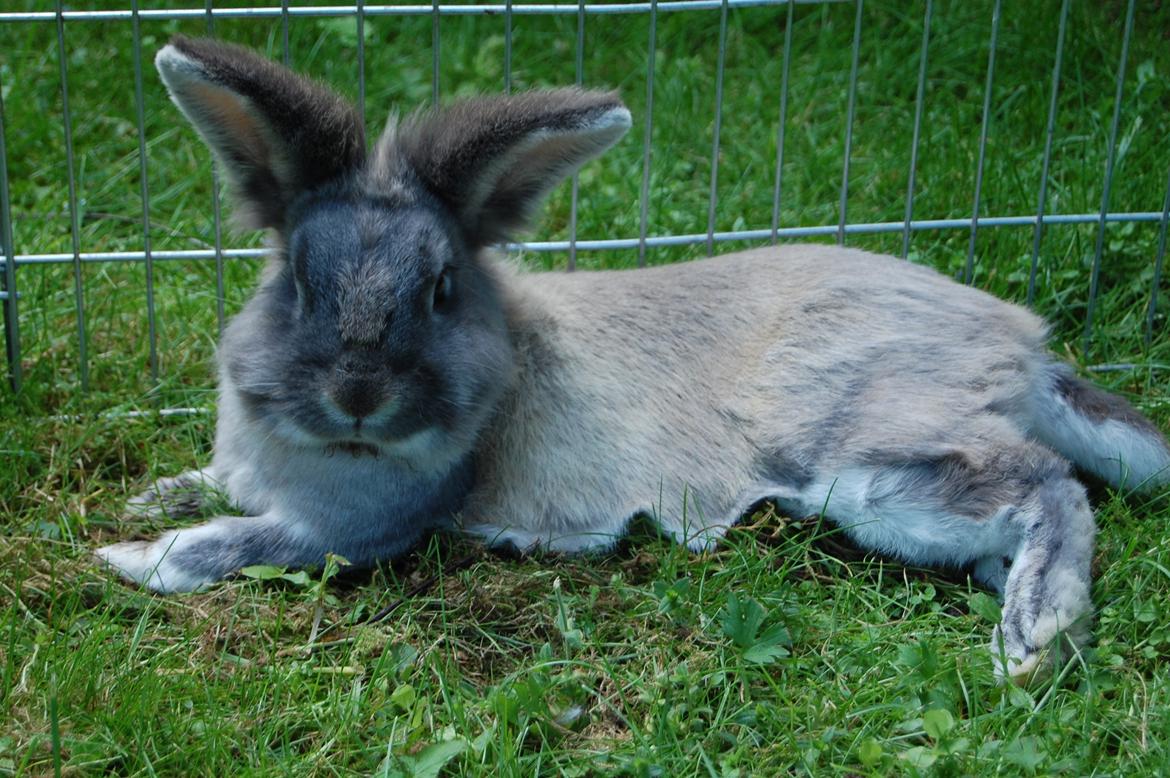 Kanin Pjuske billede 1