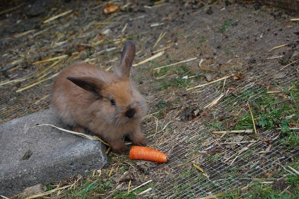 Kanin Baby billede 2