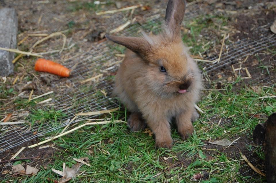 Kanin Baby billede 3