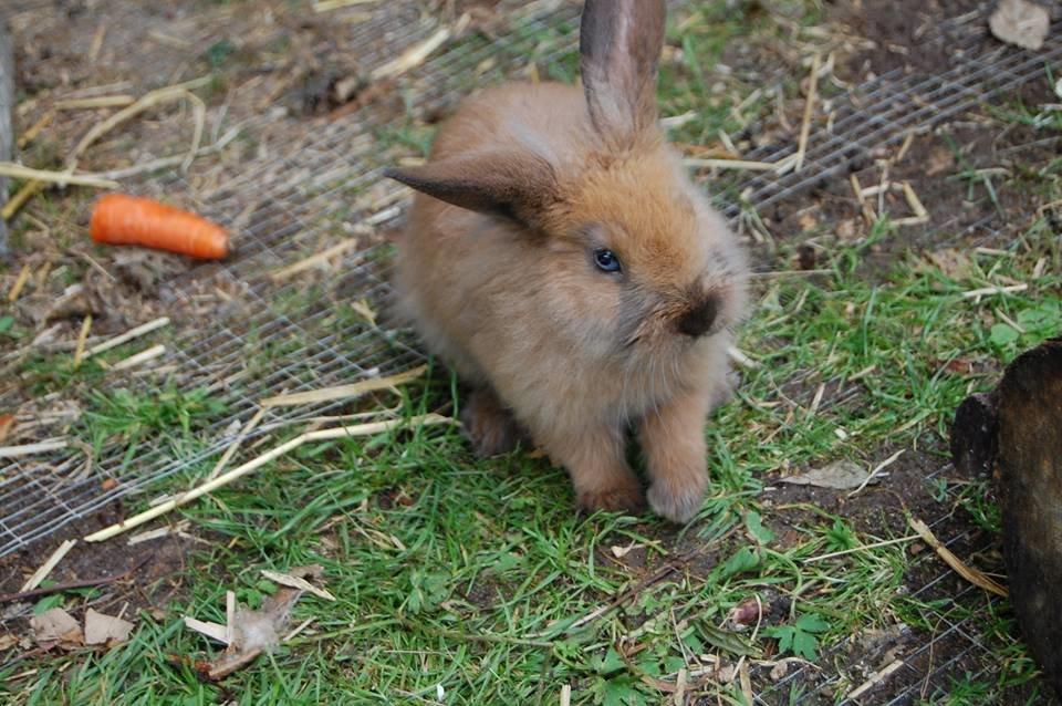 Kanin Baby billede 5