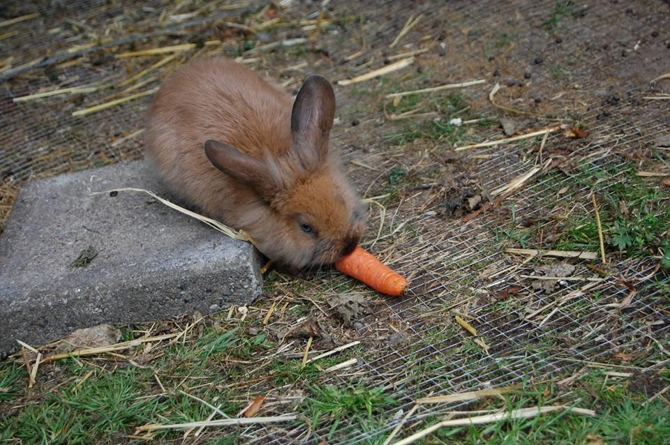 Kanin Baby billede 6