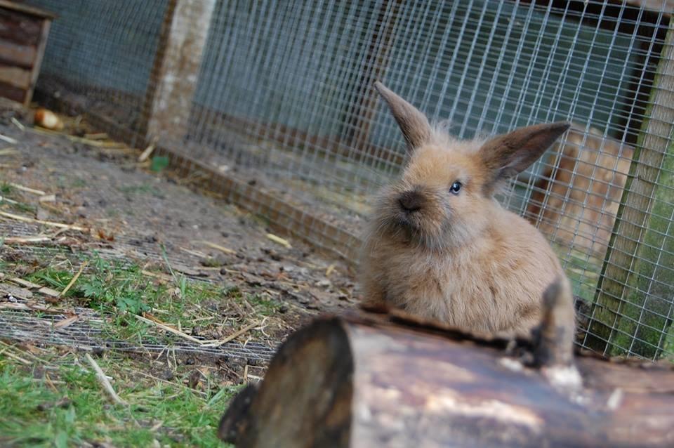 Kanin Baby billede 7