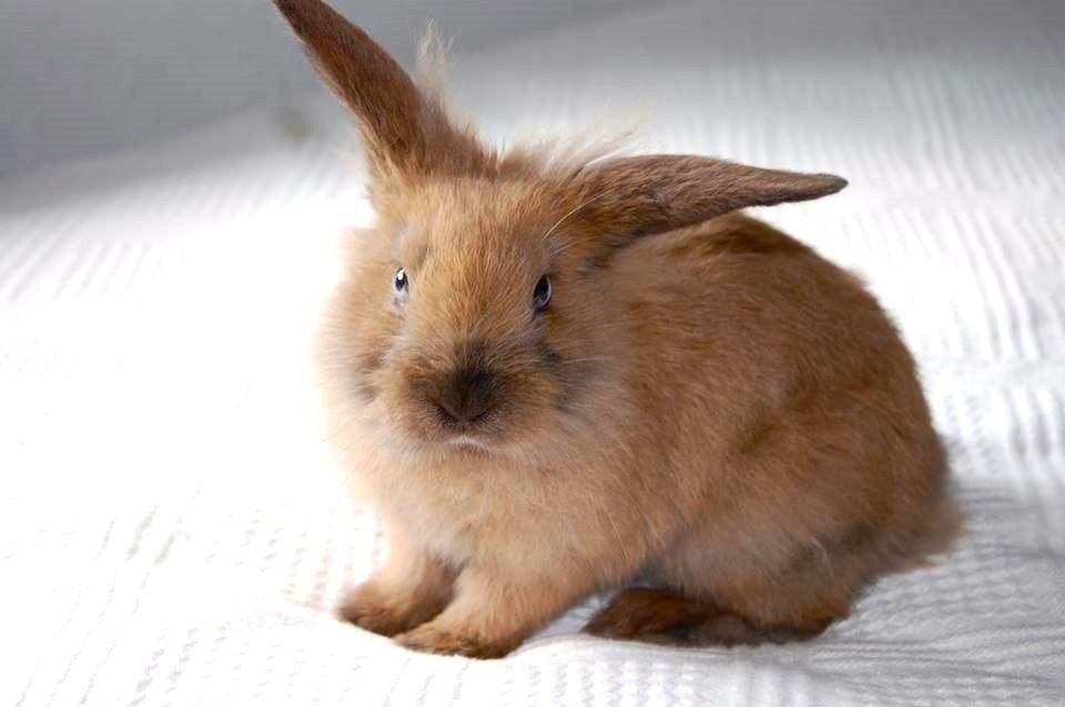 Kanin Baby billede 1