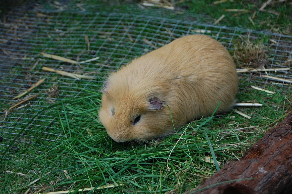 Marsvin Peanuts billede 4