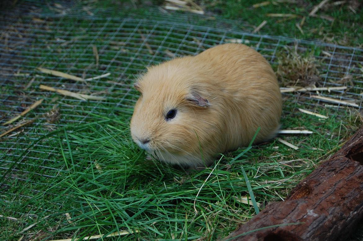 Marsvin Peanuts billede 1