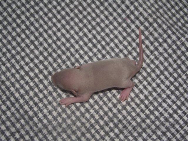 Tamrotte Donau's Felina billede 2