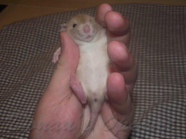 Tamrotte Donau's Felina billede 4