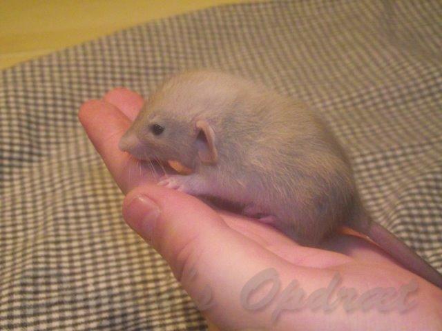 Tamrotte Donau's Felina billede 5