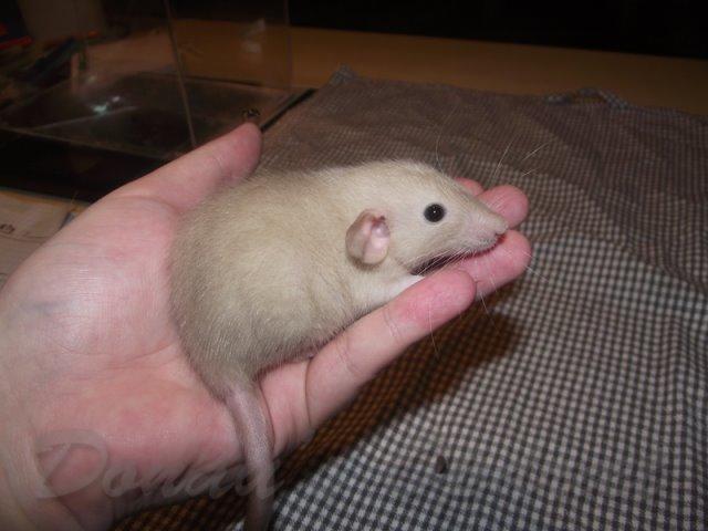 Tamrotte Donau's Felina billede 6