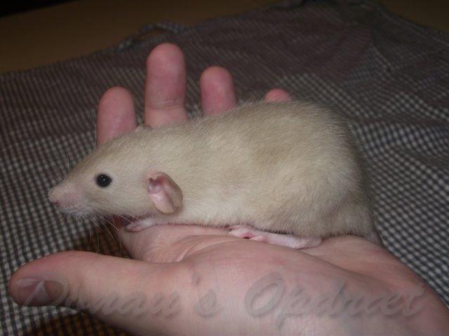 Tamrotte Donau's Felina billede 7