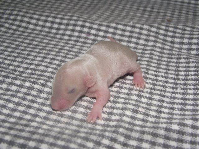 Tamrotte Donau's Felina billede 3