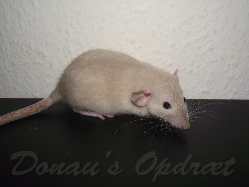 Tamrotte Donau's Felina billede 9