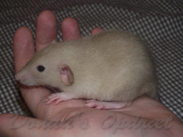 Tamrotte Donau's Felina billede 8