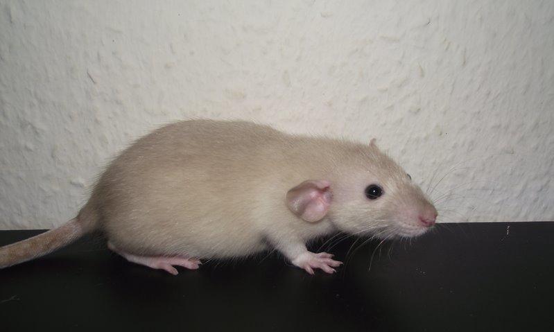 Tamrotte Donau's Felina billede 10