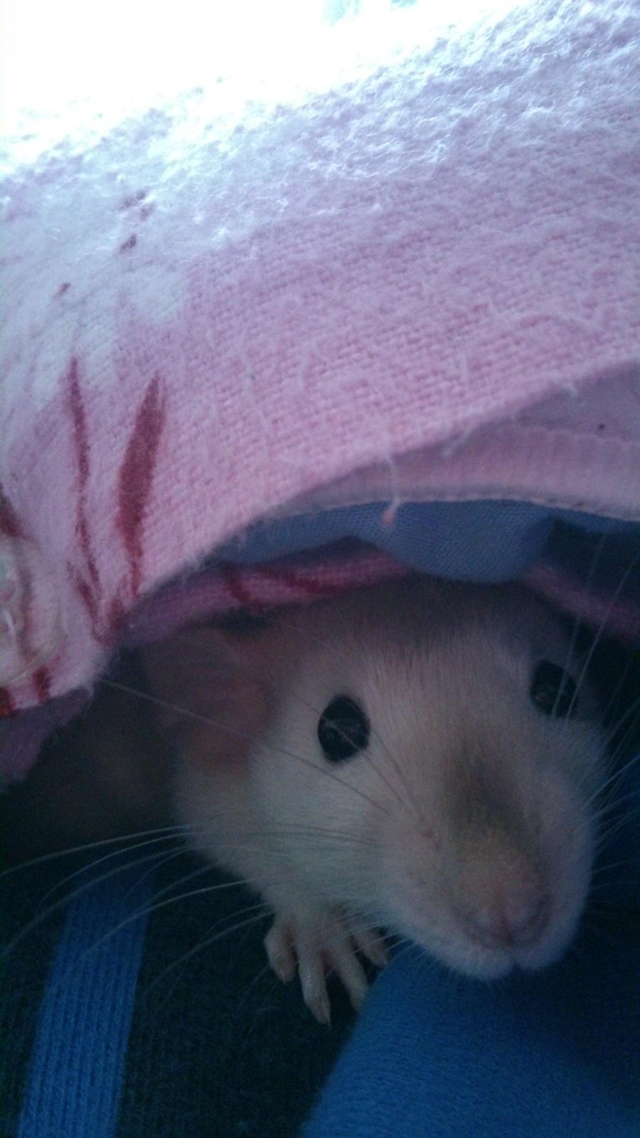 Tamrotte Donau's Felina billede 12