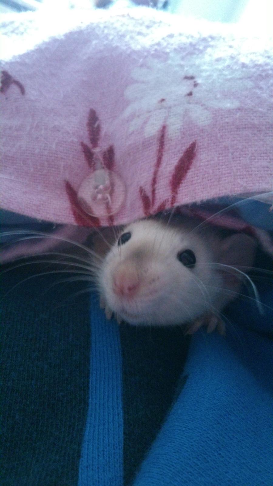 Tamrotte Donau's Felina billede 13