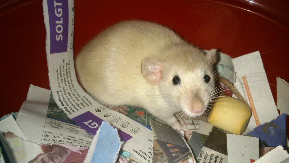 Tamrotte Donau's Felina billede 11