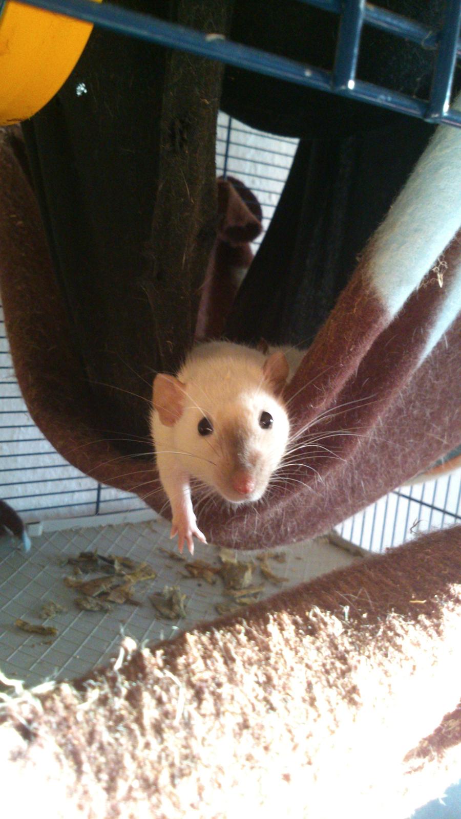 Tamrotte Donau's Felina - Velkommen til Felina's profil <3 ! billede 1