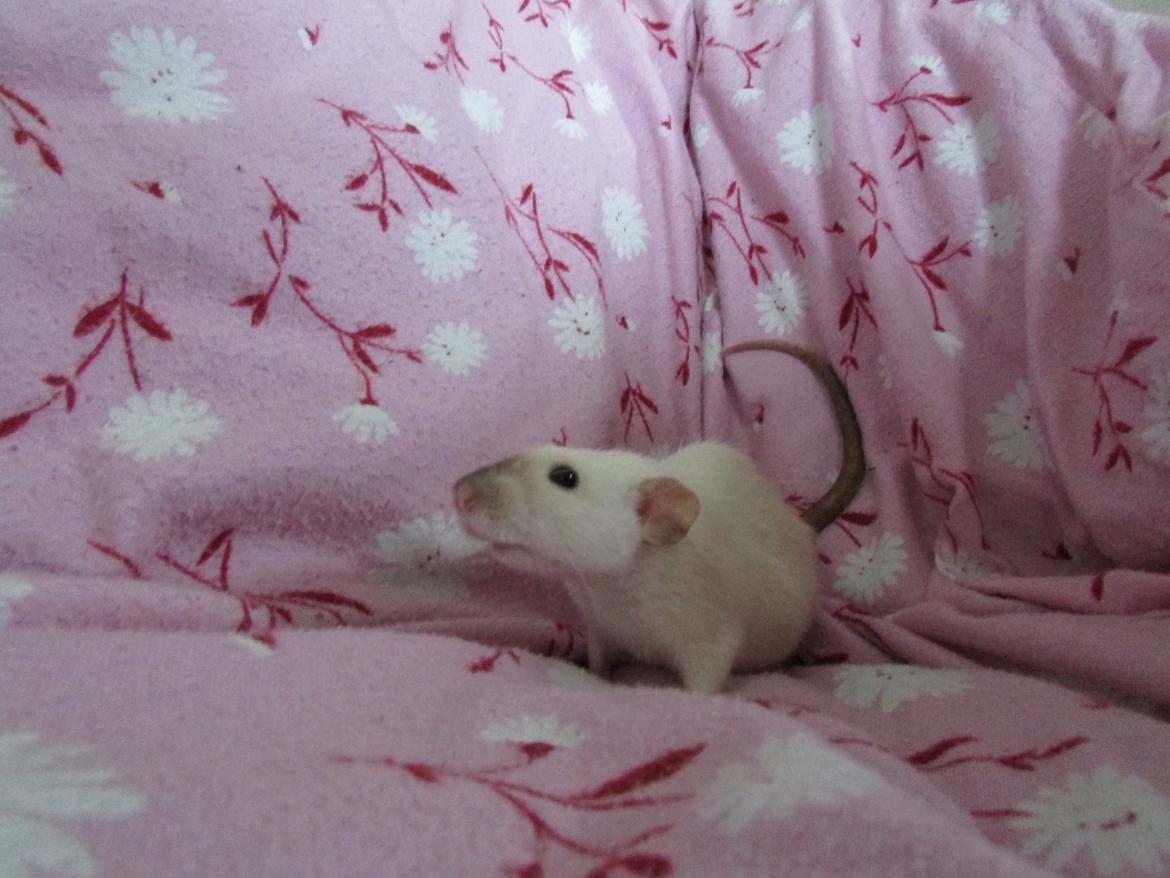 Tamrotte Donau's Felina billede 15