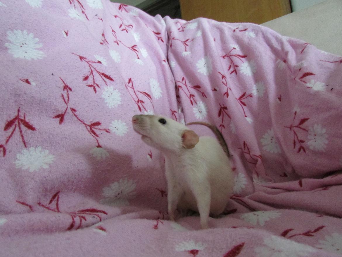 Tamrotte Donau's Felina billede 16