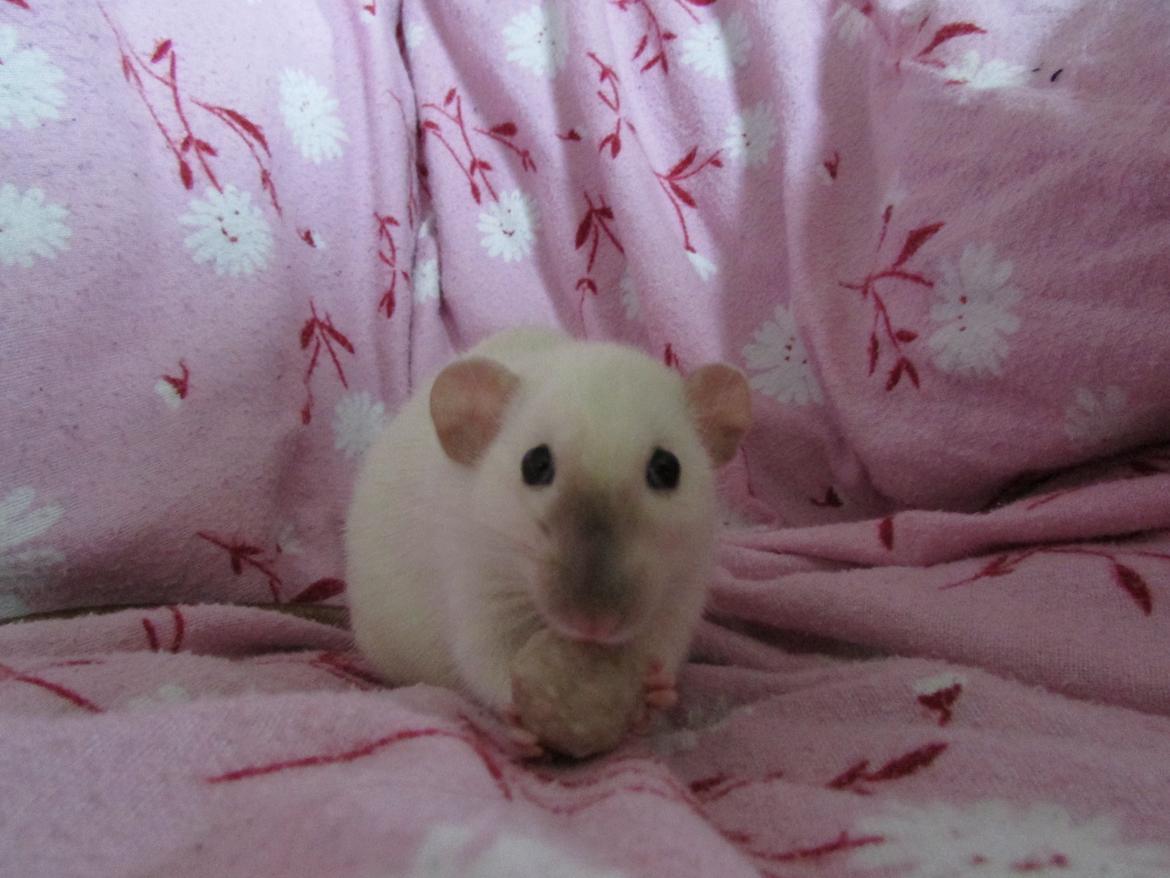 Tamrotte Donau's Felina billede 17