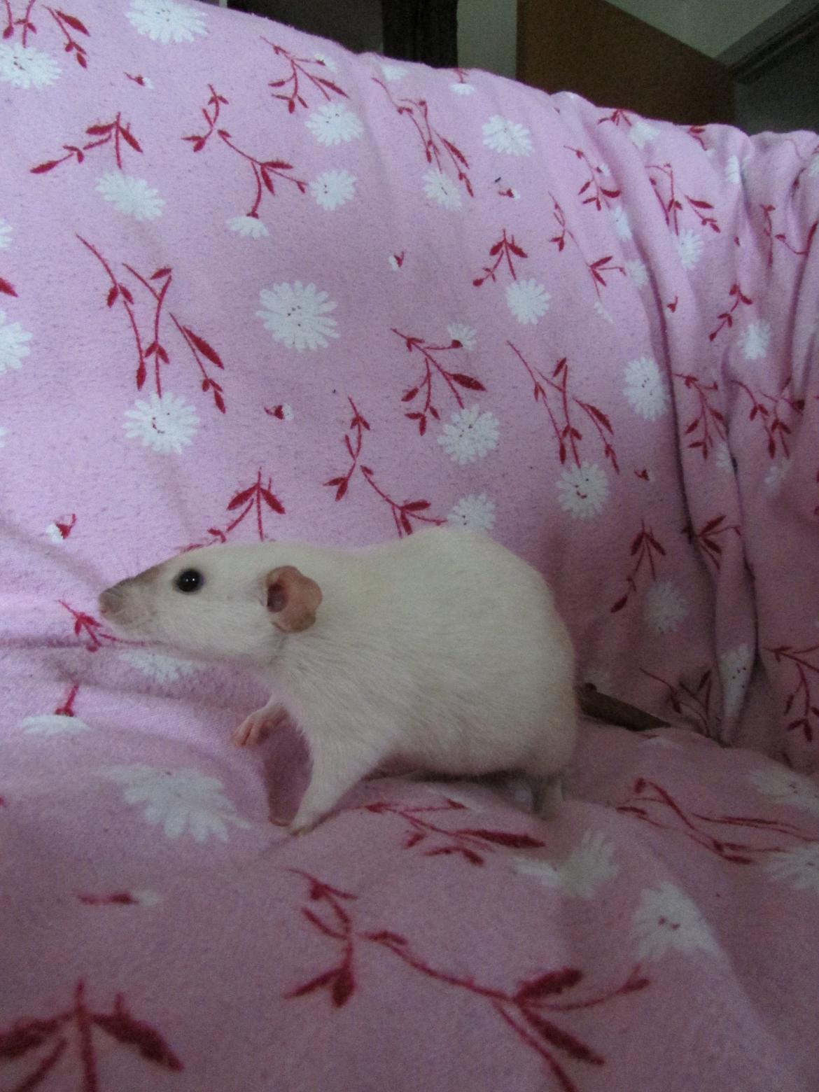 Tamrotte Donau's Felina billede 18