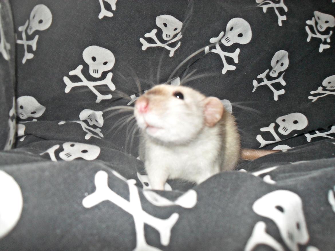 Tamrotte Donau's Felina billede 19