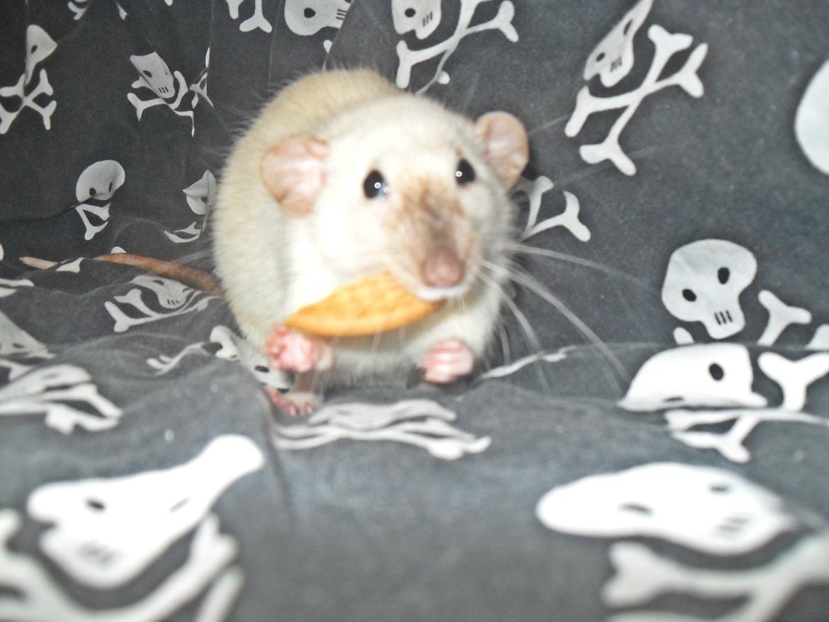 Tamrotte Donau's Felina billede 20