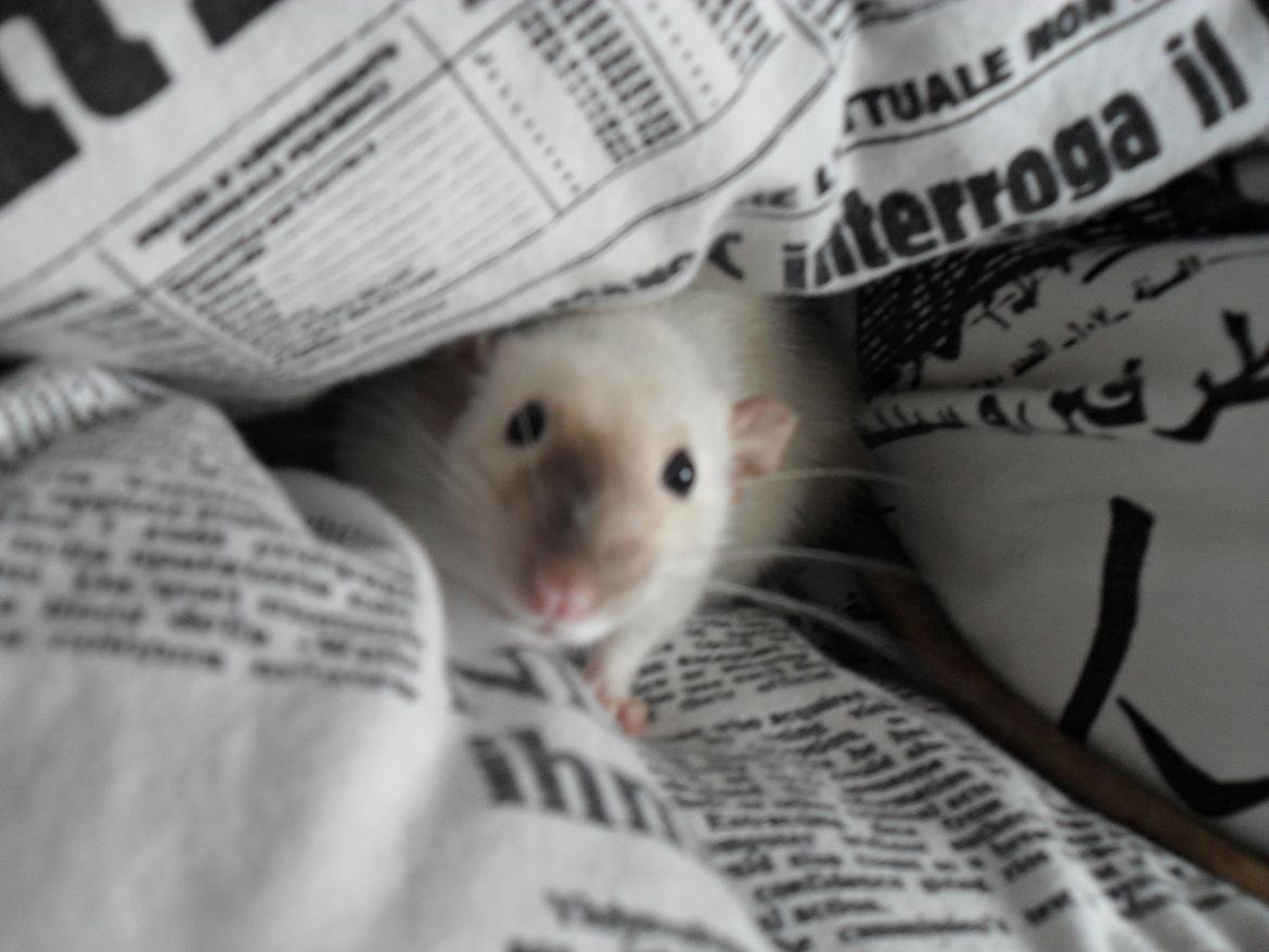 Tamrotte Donau's Felina billede 21