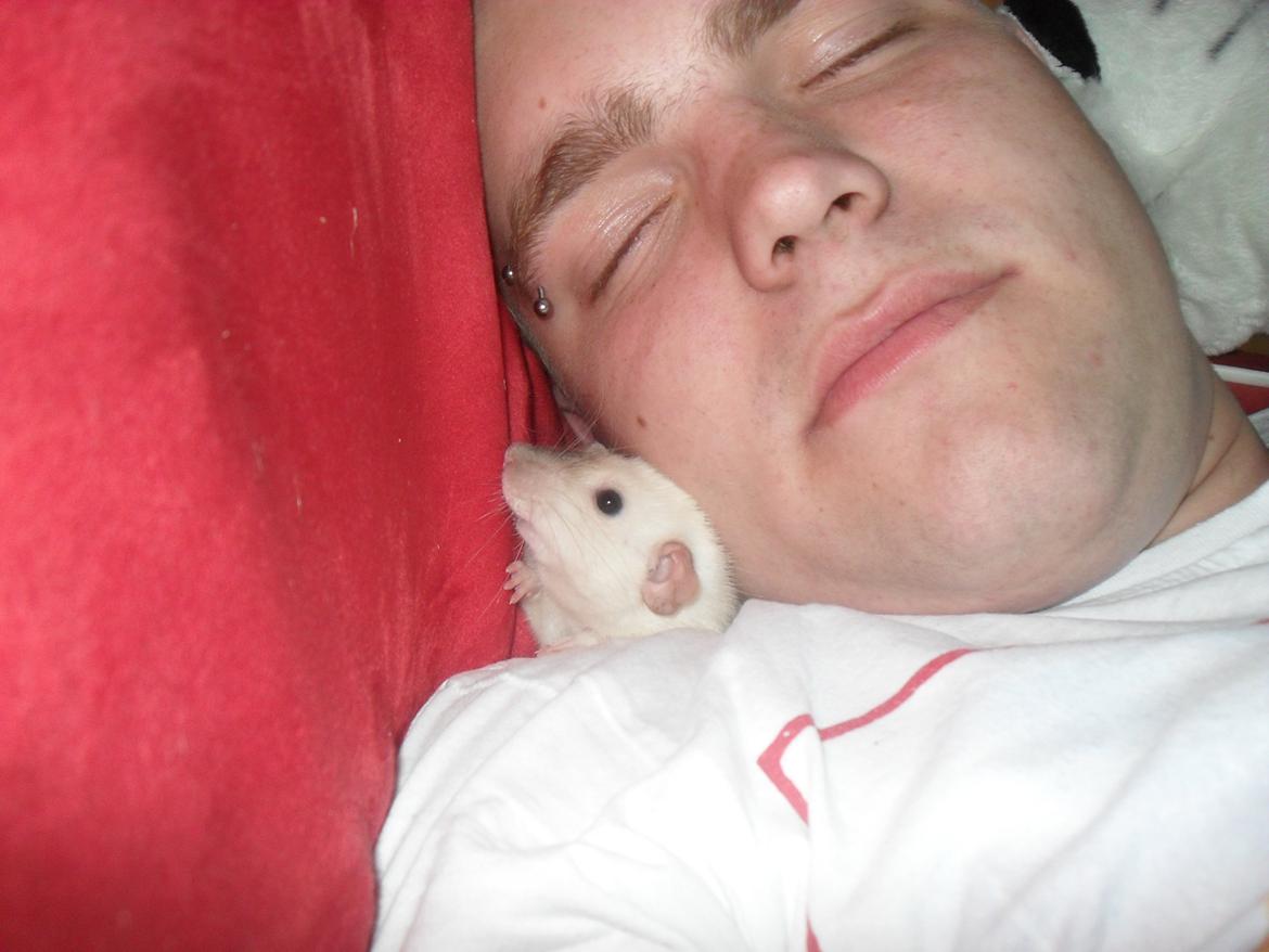 Tamrotte Donau's Felina billede 23