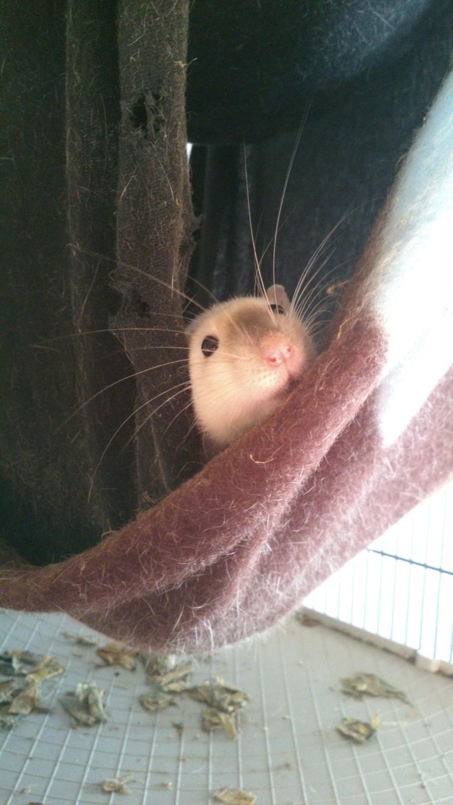 Tamrotte Donau's Felina billede 14