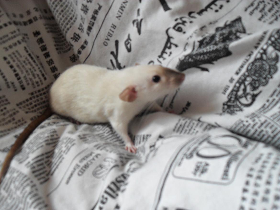 Tamrotte Donau's Felina billede 22