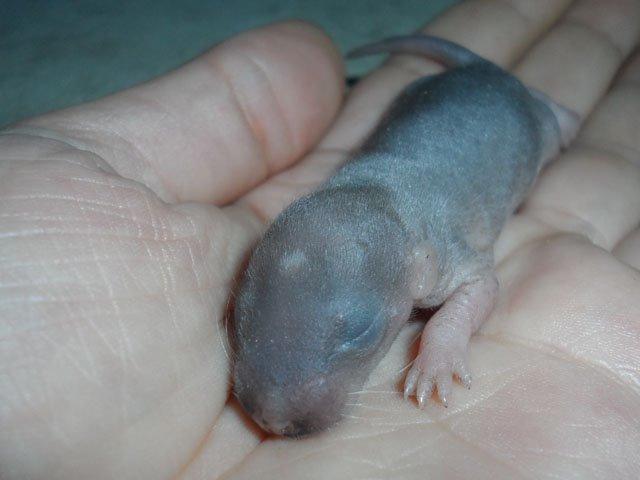 Tamrotte NJD's Puerto Princesa billede 2