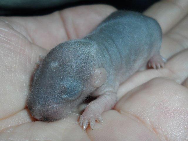 Tamrotte NJD's Puerto Princesa billede 3