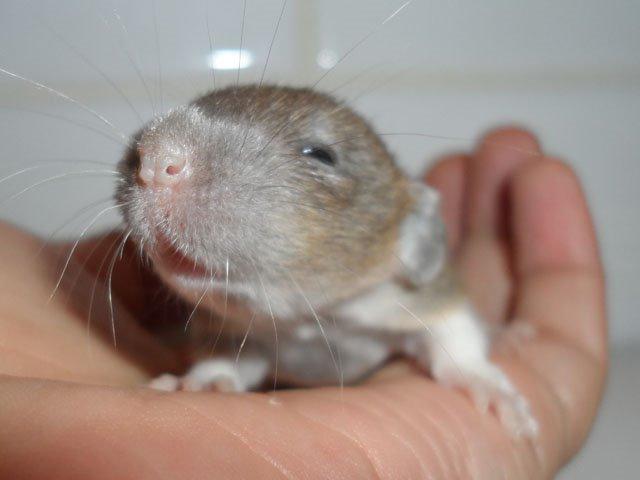 Tamrotte NJD's Puerto Princesa billede 4