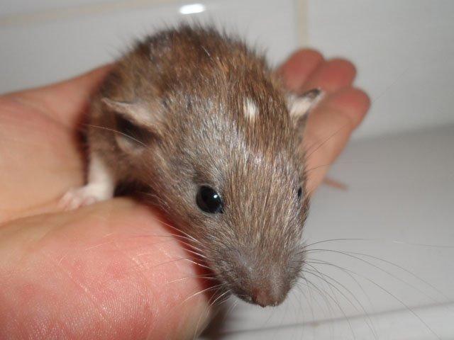 Tamrotte NJD's Puerto Princesa billede 7