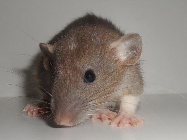 Tamrotte NJD's Puerto Princesa billede 13