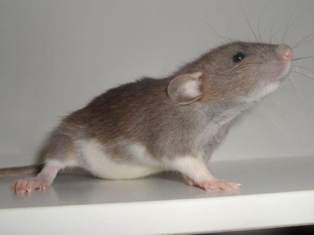 Tamrotte NJD's Puerto Princesa billede 15