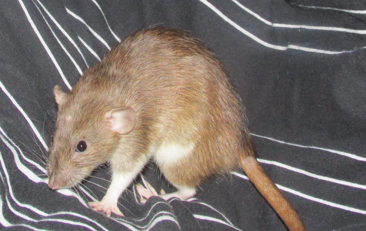 Tamrotte NJD's Puerto Princesa billede 16