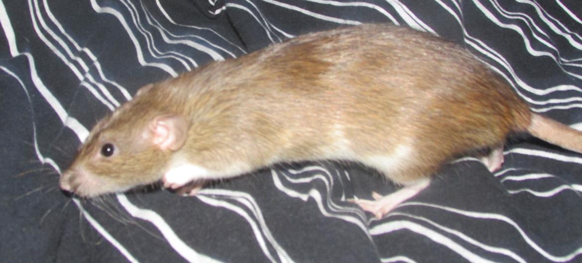 Tamrotte NJD's Puerto Princesa billede 18