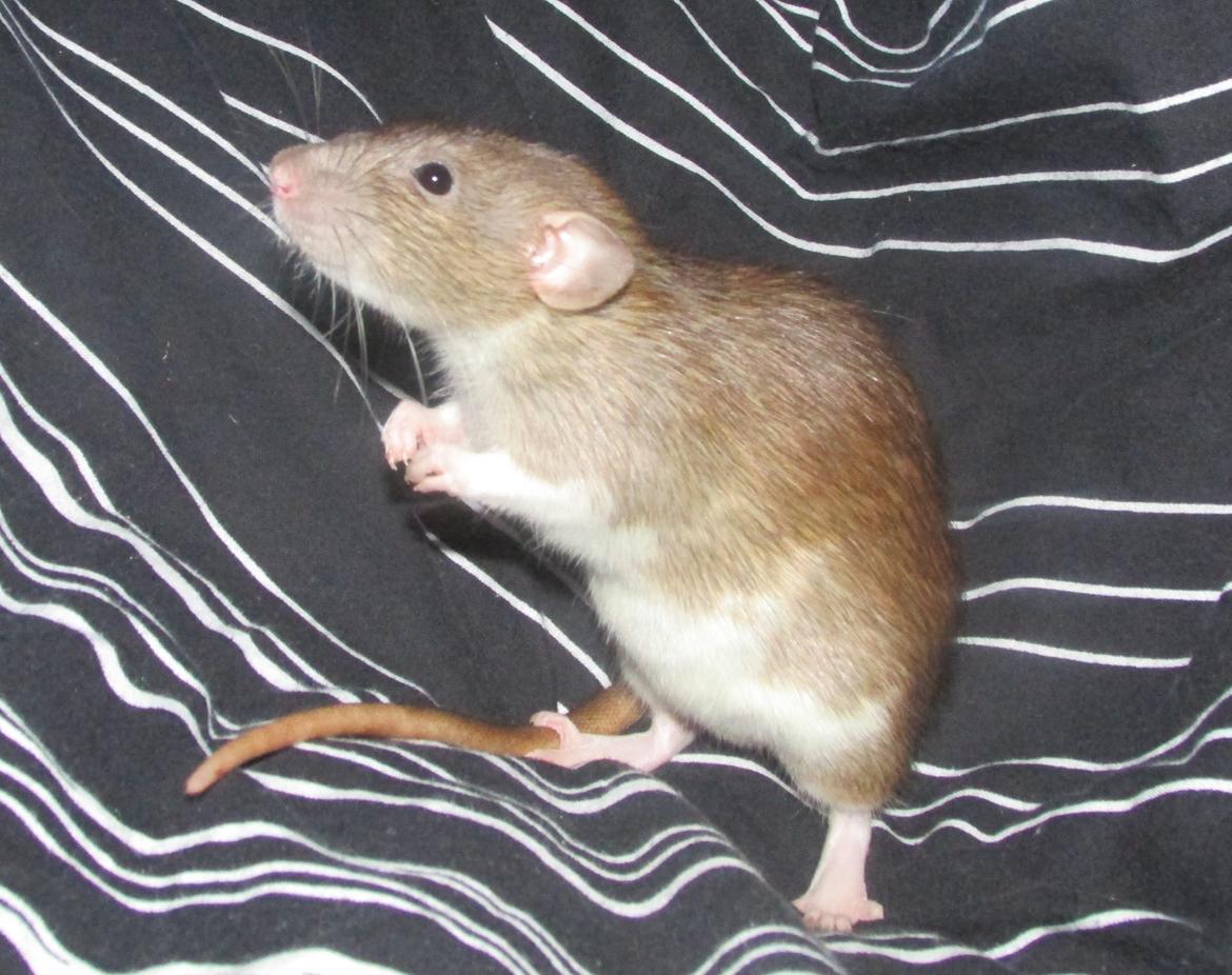 Tamrotte NJD's Puerto Princesa - Velkommen til Sessa' profil <3 billede 1