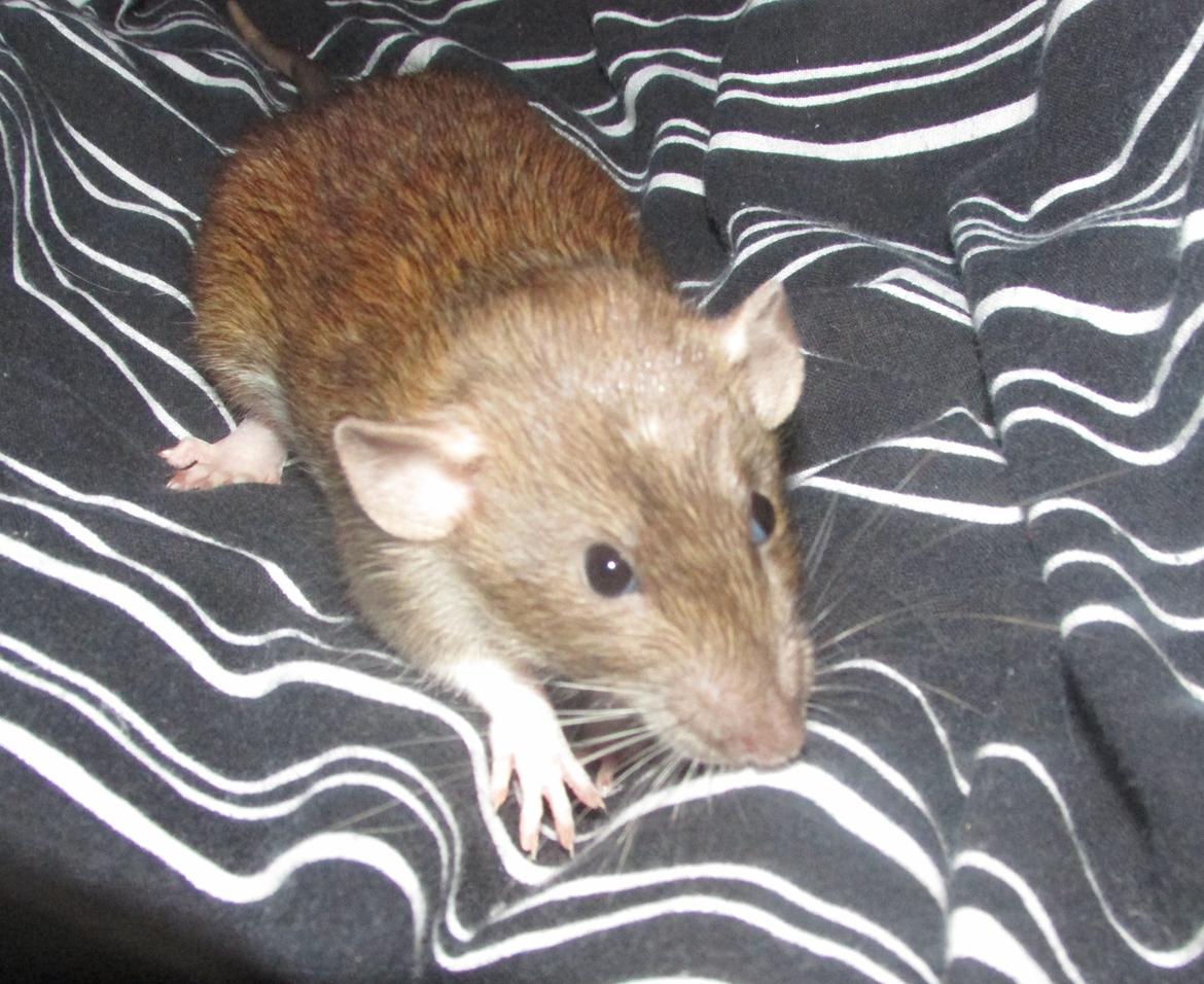 Tamrotte NJD's Puerto Princesa billede 19