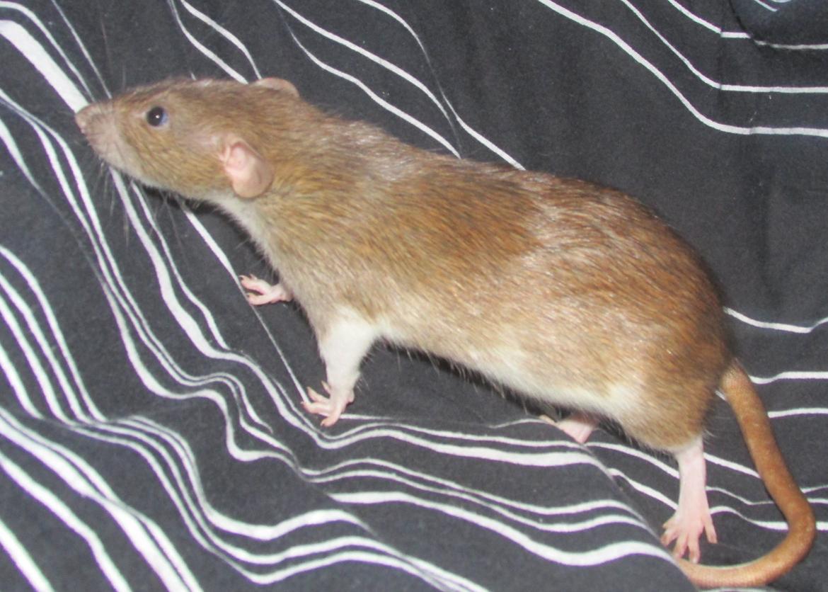 Tamrotte NJD's Puerto Princesa billede 17