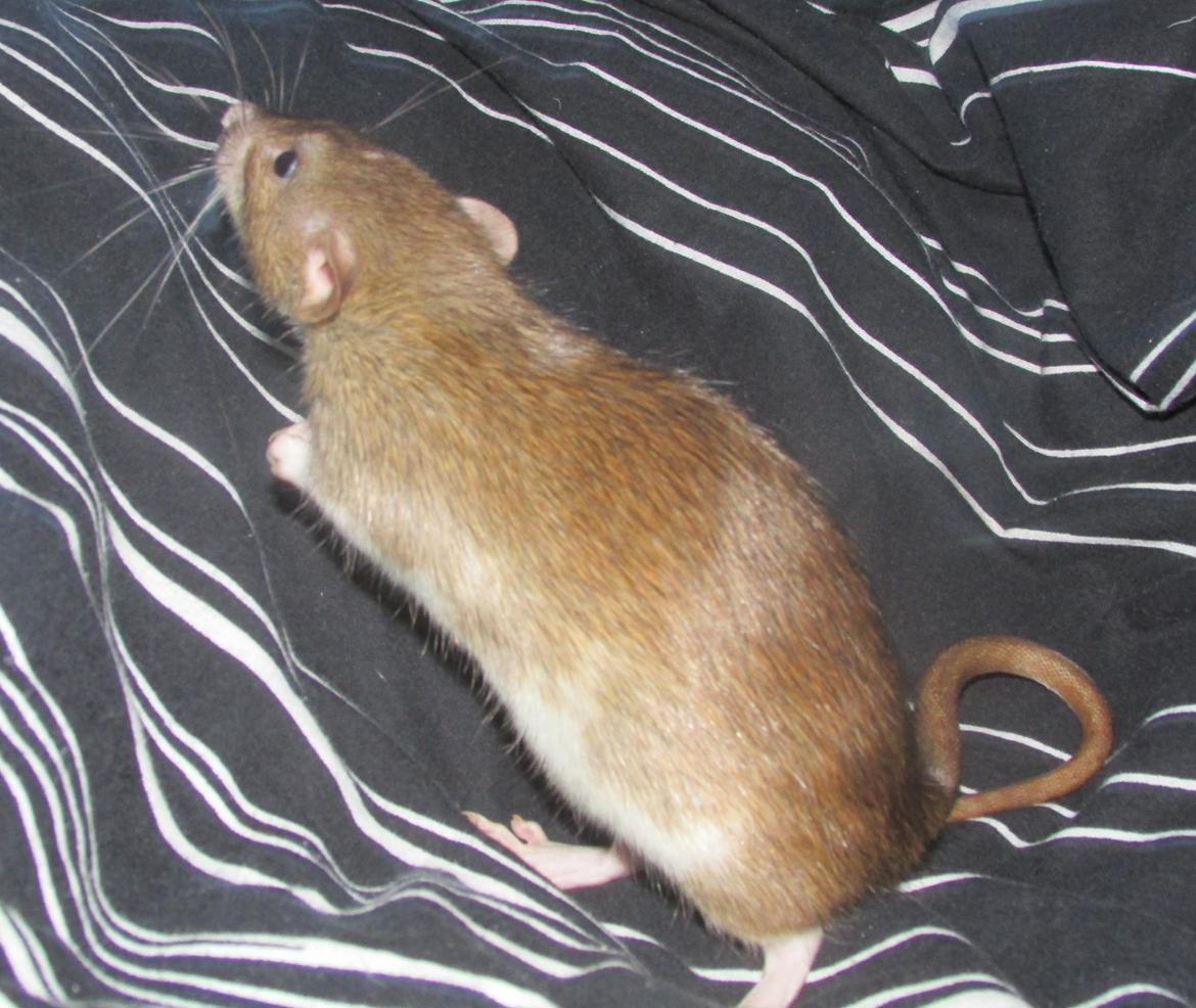 Tamrotte NJD's Puerto Princesa billede 21