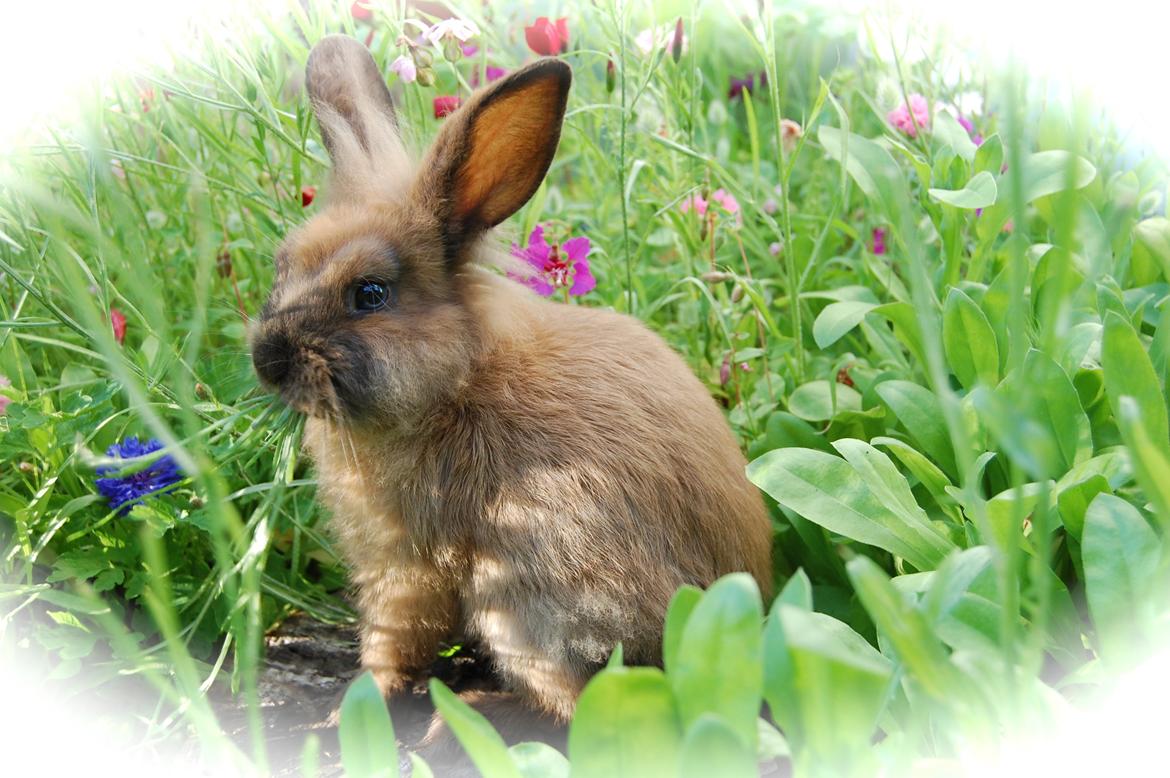 Kanin Baby billede 4