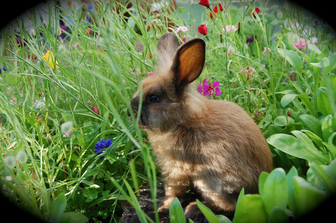 Kanin Baby billede 8