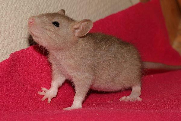 Tamrotte Au Natruel's Cutielips billede 4